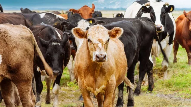 Apareció el mal de la vaca loca en Brasil: los ganaderos salteños lo ven como posibilidad comercial