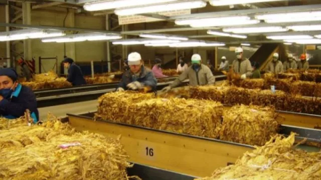 El “dólar tabaco” podría ser el salvavidas para la actual campaña (planteo del sector a la Nación)