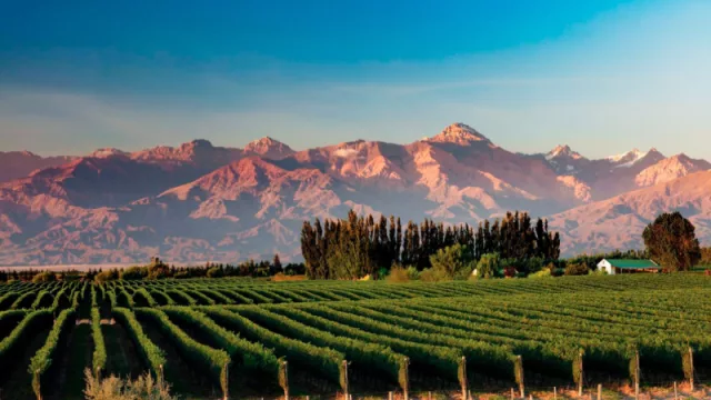 Hoy comienza, en Mendoza, el Congreso Forestal más grande de Latinoamérica