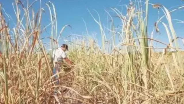 Piden la emergencia agropecuaria para los productores cañeros (consecuencias de la sequía)