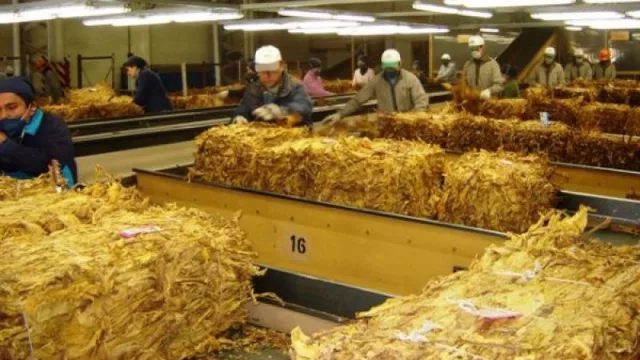 El pedido por un “dólar tabaco” tiene el respaldo del gobernador Sáenz (los productores esperan reunirse con Massa)