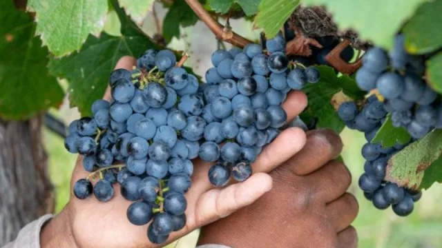 Se acerca el fin de la Vendimia 2023: Cafayate cosechó 25.689.773 kilos de uva (10 millones menos que el año pasado)