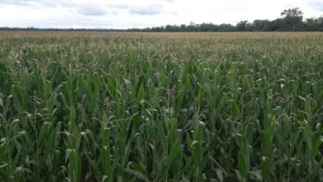 Por la sequía, se eximirá del impuesto a la mera compra a la producción agrícola salteña (un anuncio que alivia)