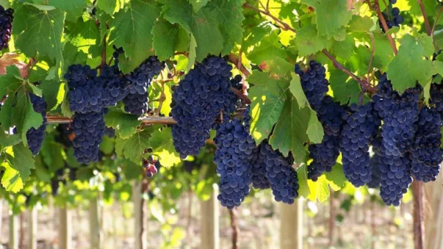 Neuquén se une al Día Mundial del Malbec con su Ruta del Vino en la Patagonia