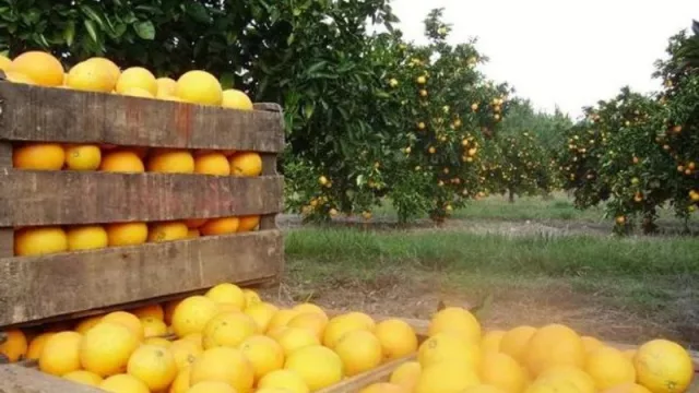 Con el 50% de la producción malograda, el sector citrícola pide ayuda porque también pierde mercados (el peor año)