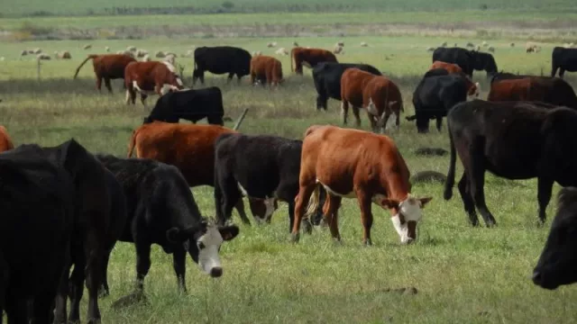 Hay financiamiento para los ganaderos que incorporen tecnología (y aumenten la productividad)