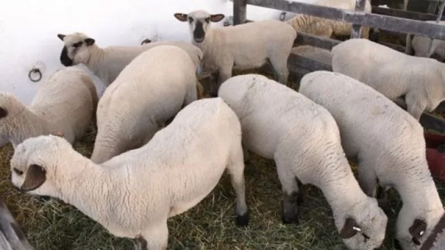 Hay financiamiento para el desarrollo de la producción ovina (los proyectos se reciben hasta el 9 de junio)