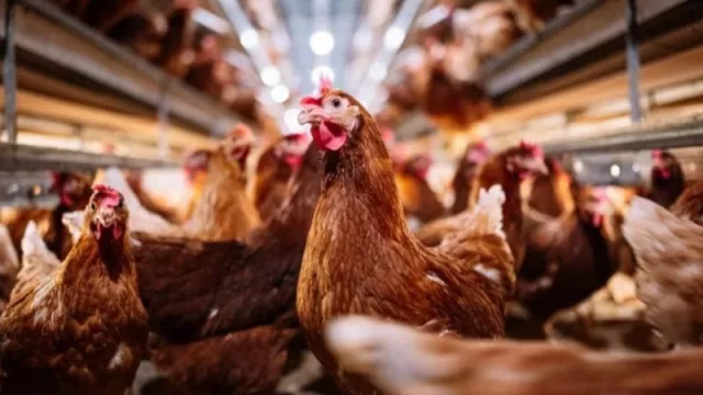 Destinan más de $ 7.000 millones para asistir a productores avícolas que sufrieron la gripe aviar (en Salta hubo casos)