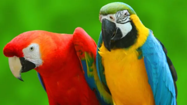 ¿Todavía no conoces Jungle Island? (el santuario de animales con jardín botánico de Watson Island)