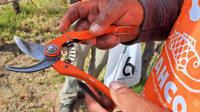 El concurso de poda de vid de los Valles Calchaquí convocó a los mejores (ahora se viene una competencia nacional)