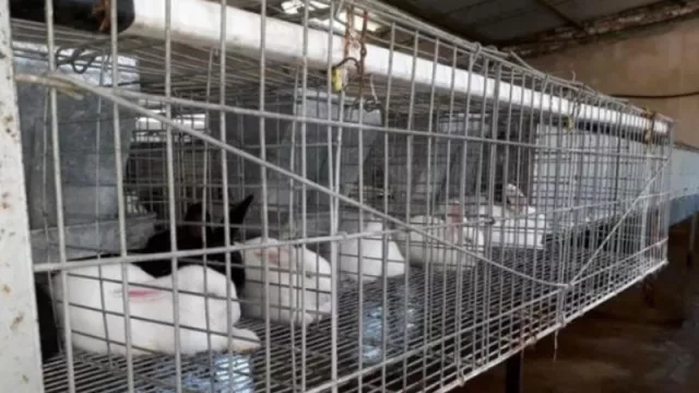 En Salta se come más carne de conejo (el consumo aumentó en los últimos años)