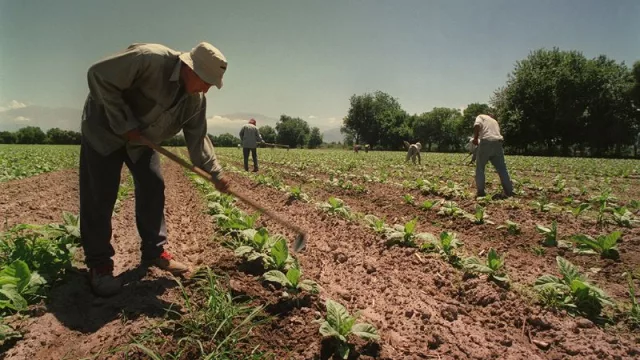 Fin de las retenciones para el tabaco, la madera y los vinos (anuncio de Massa en la Rural)