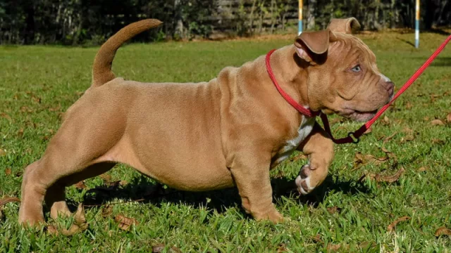 Emprendieron con éxito en una idea super original (la cría y reproducción de perros de raza)