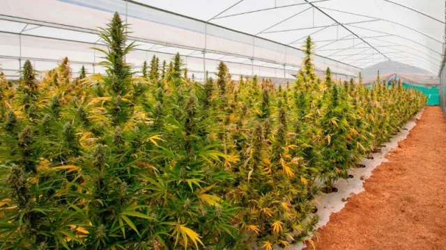 Radiografía de la plantación de Cannabis medicinal en Argentina (3 hectáreas en manos de 1 productor en Salta)