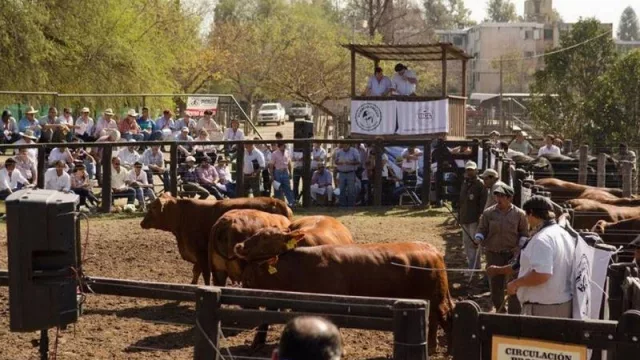 Se viene la 79 edición de la Expo Rural (con  300 animales y créditos para los productores)