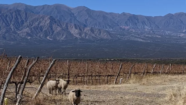 Bodega El Porvenir reforzó su compromiso con la sustentabilidad (en el Día de la Pachamama)