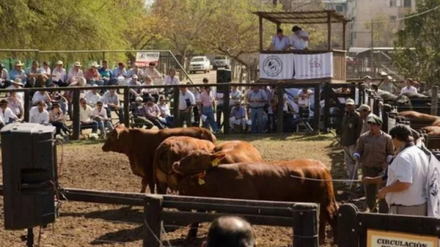La 79° Expo Rural de Salta espera más de 300 animales (y créditos para los productores)
