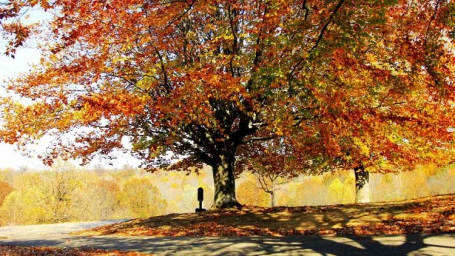 Otoño en Florida: tres parques asombrosos que fueron votados como 'joyas escondidas' (para contemplar el follaje y la naturaleza)