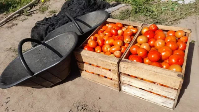 Alerta en Salta por la aparición de un virus que afecta a los tomates (en una plantación de Orán)