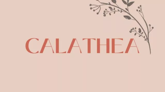 Para organizarte tenés Calathea: un emprendimiento a medida (que te ayuda a mantener las cosas en orden)