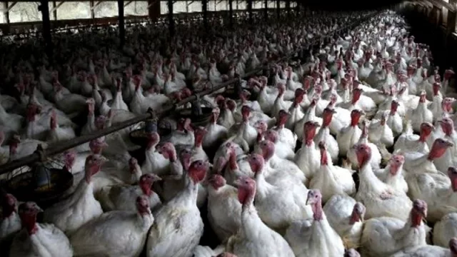 Restablecieron el programa de fortalecimiento del sector aviar  (beneficios para el sector)