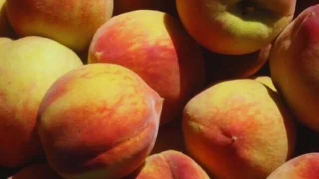 ¡Comienza la temporada! Los valles templados florecen con los frutales de carozo