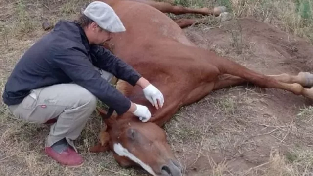 En Salta se toman medidas ante un caso de encefalomielitis equina (se extrema la vigilancia epidemiológica)