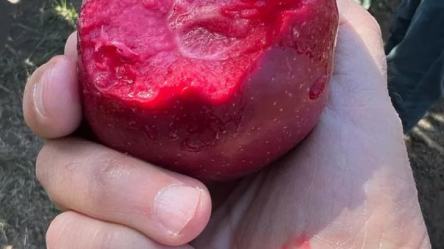 Manzana de pulpa roja, la (nueva) apuesta de Moño Azul (un producto distinto y exótico)