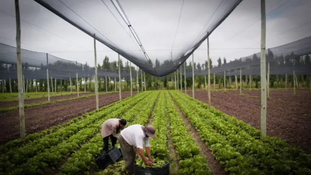 Del origen a la mesa: McDonald's muestra a sus clientes de dónde vienen los ingredientes de sus productos