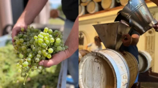 Acetaia Millán presenta una nueva edición de la “ Vendimia del Aceto Balsámico”