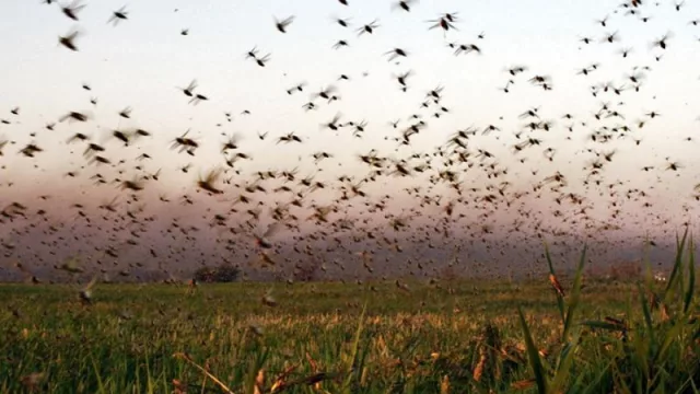 Y cuando nadie la esperaba ¡Volvió la langosta! (El Senasa puso a Salta y Jujuy en vigilancia)