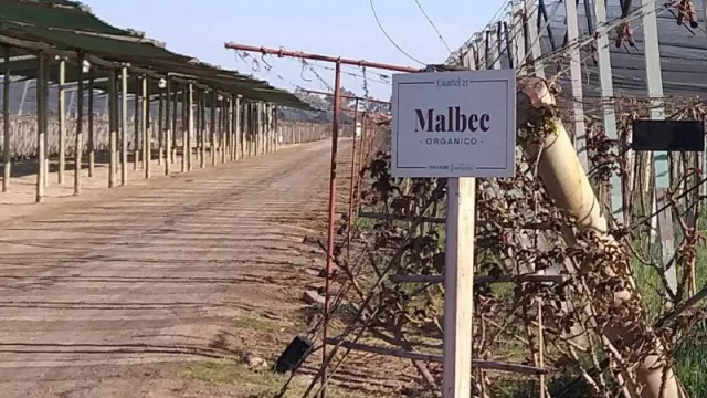 Los números de la producción vitivinícola según el INV (la superficie cultivada para vinos disminuyó casi un 6%)