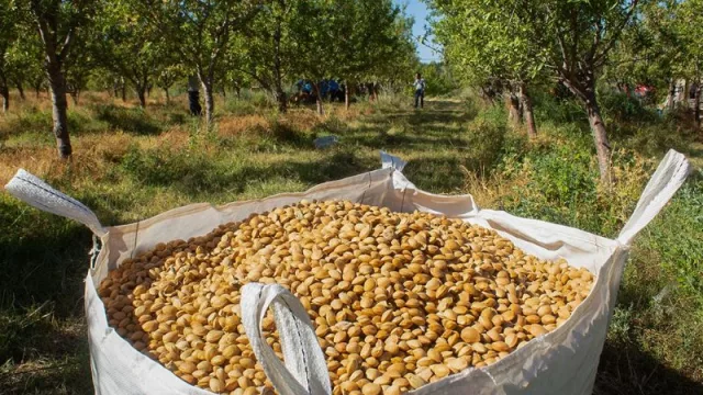 Productores de almendras estrenan la cosecha mecanizada de forma conjunta