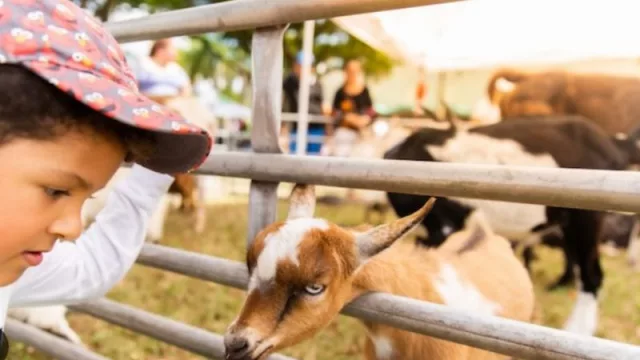 Ya llega el Miami-Dade CountryFest (en el Ronald Reagan Equestrian Center)