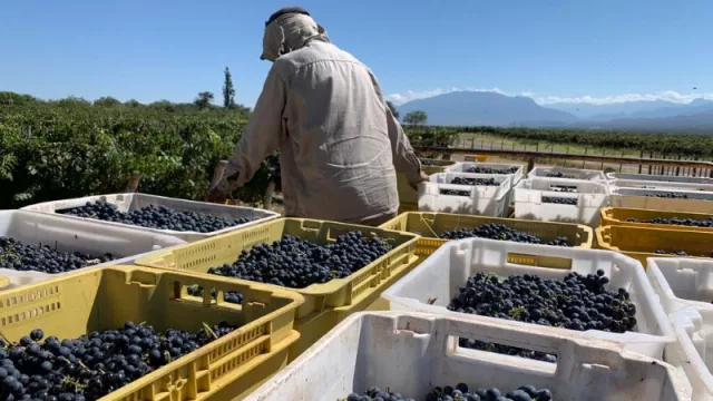 El Porvenir presentó su reporte de vendimia (tintos con una excepcional concentración y blancos frescos y equilibrados)