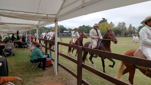 Hasta el domingo los Caballos Peruanos de Paso ofrecerán una fiesta en la Rural Salteña