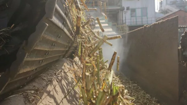 Avanza la zafra azucarera 2024 en Tucumán (cuáles son las perspectivas de los expertos del sector)