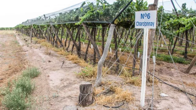 Chardonnay: de Mendoza a la Patagonia (dos bodegas muy diferentes proponen esta variedad para celebrar su día)