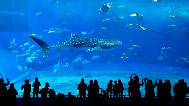 ¿Vas a la Copa América? Estas son las excursiones que podés hacer con Civitatis (desde visitar un acuario en Georgia hasta pasear por Cayo Hueso en Miami)