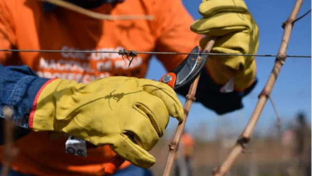 El Concurso Sudamericano de Poda profesional de vid (realizado por Bahco en Cafayate) fue un éxito rotundo