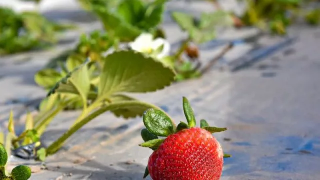 Buscan desarrollar la cadena de producción del sector frutillero (coordinación entre gobierno y productores en el Valle de Lerma)