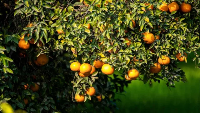 Culminó la zafra citrícola en Tucumán (análisis y perspectivas del sector productivo provincial)