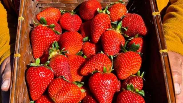Buscan impulsar la producción de frutillas en el Valle de Lerma (para proveer a Salta y la región)