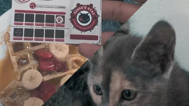 Cat and roses, cafetería con gatitos (el sueño de un emprendedor salteño que aprendió a invertir y ayudar)