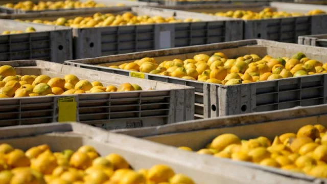 Crecieron las exportaciones tucumanas cerca de 100 millones de dólares en el primer semestre