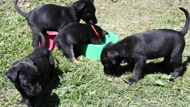 ¿Querés adoptar una mascota? Acércate esta tarde al Alto Noa Shopping y llevate tu cachorro