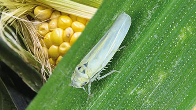 ¡Atención! Detectaron la presencia de la chicharrita en la zona de Metán (y hay preocupación)