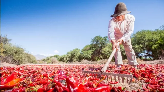 El Pimentón del Valle Calchaquí, más cerca de obtener el certificado de denominación de origen
