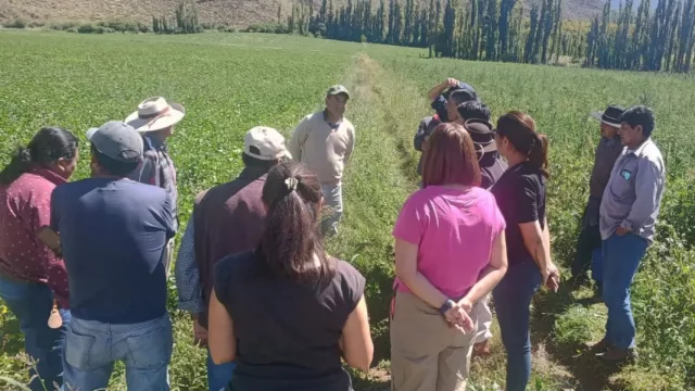Buscan promover la producción de poroto Pallar en los Valles Calchaquíes