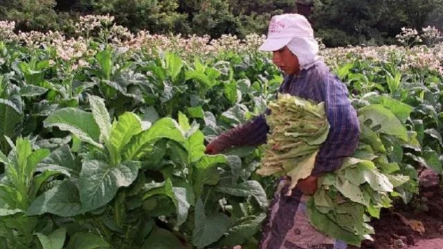 Finalmente se definió el precio del kilogramo de tabaco para la campaña 2024/2025